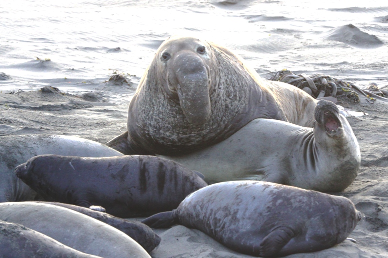 elephant seals mating